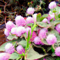 Top quality summer flower dwarf mix Gomphrena globosa amaranth seed for sale